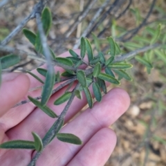 Astrotricha ledifolia at Bungendore, NSW - 30 Nov 2022