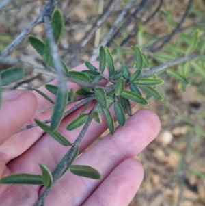 Astrotricha ledifolia at Bungendore, NSW - 30 Nov 2022 07:20 PM