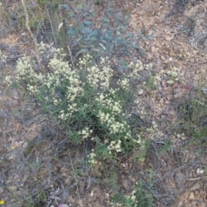 Astrotricha ledifolia at Bungendore, NSW - 30 Nov 2022 07:20 PM