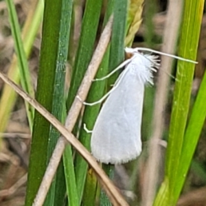 Tipanaea patulella at Dunlop, ACT - 1 Dec 2022