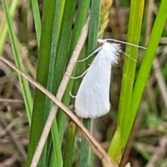 Tipanaea patulella at Dunlop, ACT - 1 Dec 2022