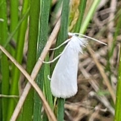 Tipanaea patulella at Dunlop, ACT - 1 Dec 2022