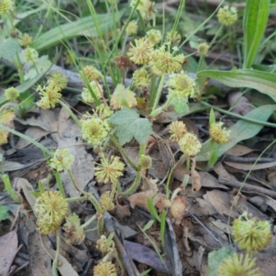 Hydrocotyle laxiflora (Stinking Pennywort) at Bungendore, NSW - 30 Nov 2022 by clarehoneydove