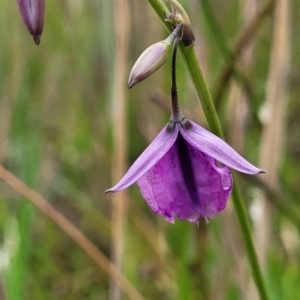 Arthropodium fimbriatum at Fraser, ACT - 1 Dec 2022