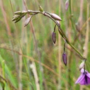 Arthropodium fimbriatum at Fraser, ACT - 1 Dec 2022