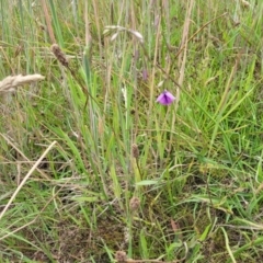 Arthropodium fimbriatum at Fraser, ACT - 1 Dec 2022