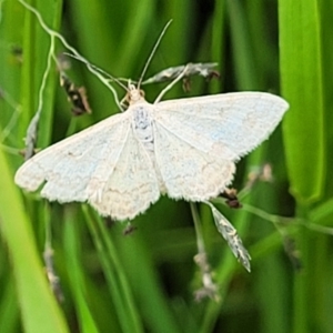 Scopula rubraria at Dunlop, ACT - 1 Dec 2022