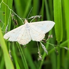 Scopula rubraria at Dunlop, ACT - 1 Dec 2022