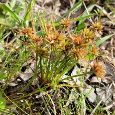 Juncus capitatus (Dwarf Rush) at Dunlop Grasslands - 1 Dec 2022 by trevorpreston