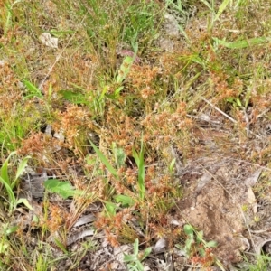 Juncus capitatus at Fraser, ACT - 1 Dec 2022 04:20 PM