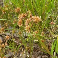 Juncus capitatus at Fraser, ACT - 1 Dec 2022 04:20 PM