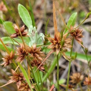 Juncus capitatus at Fraser, ACT - 1 Dec 2022