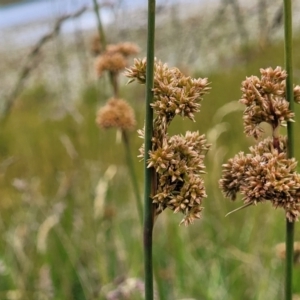 Juncus australis at Fraser, ACT - 1 Dec 2022 04:05 PM