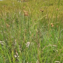 Juncus australis at Fraser, ACT - 1 Dec 2022