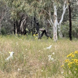 Cacatua galerita at Latham, ACT - 1 Dec 2022