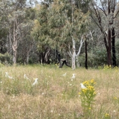 Cacatua galerita at Latham, ACT - 1 Dec 2022 04:58 PM