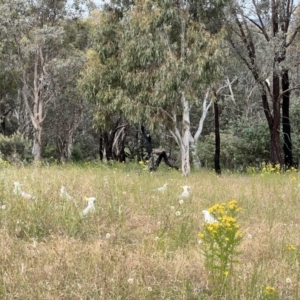 Cacatua galerita at Latham, ACT - 1 Dec 2022 04:58 PM