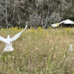 Cacatua galerita at Latham, ACT - 1 Dec 2022 04:58 PM