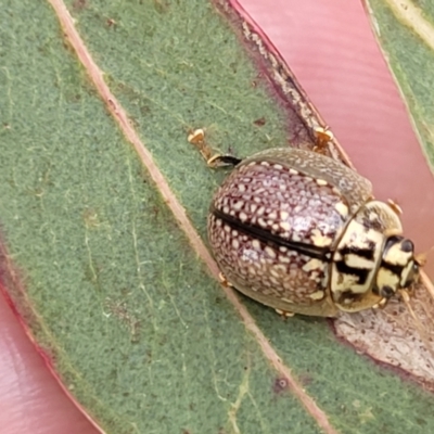 Paropsisterna decolorata (A Eucalyptus leaf beetle) at Fraser, ACT - 1 Dec 2022 by trevorpreston
