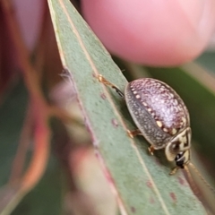 Paropsisterna decolorata at Fraser, ACT - 1 Dec 2022 04:29 PM