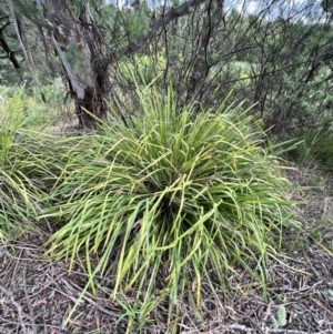 Lomandra longifolia at Latham, ACT - 1 Dec 2022 04:35 PM