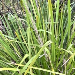 Lomandra longifolia at Latham, ACT - 1 Dec 2022 04:35 PM