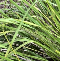 Lomandra longifolia at Latham, ACT - 1 Dec 2022 04:35 PM