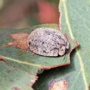 Trachymela sp. (genus) at Fraser, ACT - 1 Dec 2022