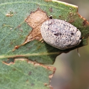 Trachymela sp. (genus) at Fraser, ACT - 1 Dec 2022