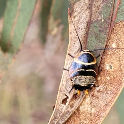 Ellipsidion australe (Austral Ellipsidion cockroach) at Dunlop Grasslands - 1 Dec 2022 by trevorpreston