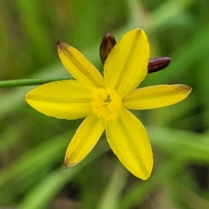 Tricoryne elatior at Fraser, ACT - 1 Dec 2022