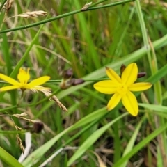 Tricoryne elatior at Fraser, ACT - 1 Dec 2022