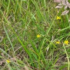 Tricoryne elatior at Fraser, ACT - 1 Dec 2022