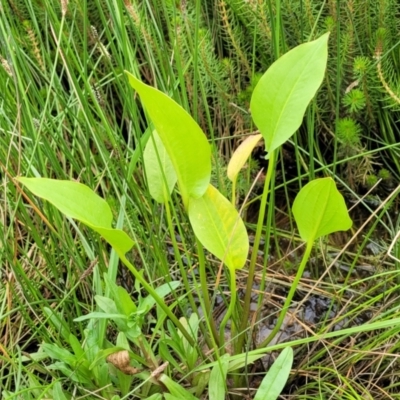 Alisma plantago-aquatica (Water Plantain) at Dunlop Grasslands - 1 Dec 2022 by trevorpreston