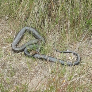 Pseudonaja textilis at Molonglo Valley, ACT - 1 Dec 2022