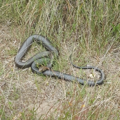 Pseudonaja textilis (Eastern Brown Snake) at Molonglo Valley, ACT - 1 Dec 2022 by darrenw