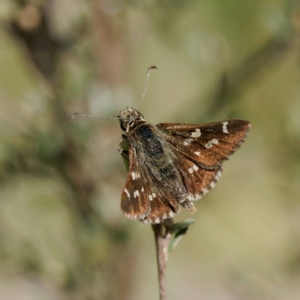 Pasma tasmanica at Cotter River, ACT - 28 Nov 2022