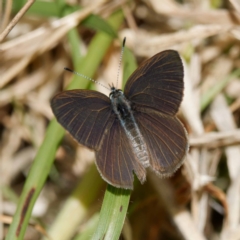 Candalides heathi at Cotter River, ACT - 28 Nov 2022