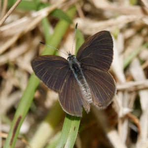 Candalides heathi at Cotter River, ACT - 28 Nov 2022 03:19 PM