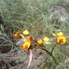 Diuris semilunulata (Late Leopard Orchid) at Cooma, NSW - 30 Nov 2022 by mahargiani