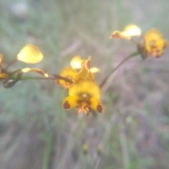 Diuris semilunulata at Cooma, NSW - suppressed