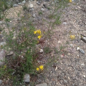 Hypericum perforatum at Cooma, NSW - 30 Nov 2022