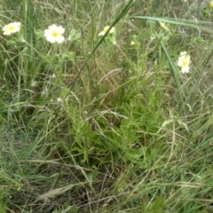 Potentilla recta (Sulphur Cinquefoil) at Cooma, NSW - 30 Nov 2022 by mahargiani