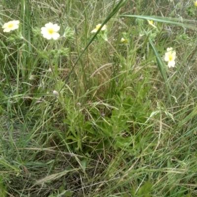 Potentilla recta (Sulphur Cinquefoil) at Cooma, NSW - 30 Nov 2022 by mahargiani