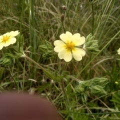 Potentilla recta at Cooma, NSW - 30 Nov 2022 02:14 PM