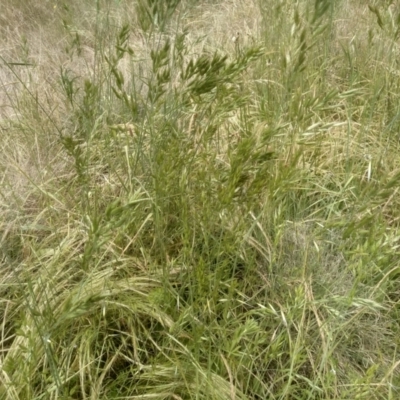 Bromus hordeaceus (A Soft Brome) at Cooma, NSW - 30 Nov 2022 by mahargiani