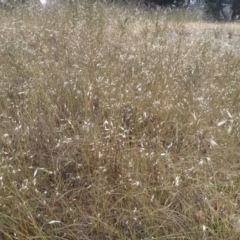 Avena sp. (Wild Oats) at Cooma, NSW - 30 Nov 2022 by mahargiani