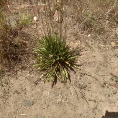 Plantago lanceolata (Ribwort Plantain, Lamb's Tongues) at Cooma, NSW - 30 Nov 2022 by mahargiani