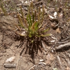 Plantago varia (Native Plaintain) at Cooma, NSW - 30 Nov 2022 by mahargiani