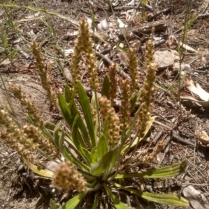 Plantago varia at Cooma, NSW - 30 Nov 2022 02:31 PM